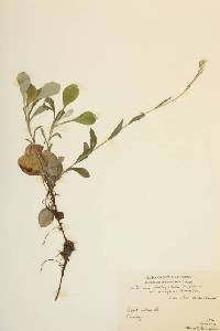 Antennaria plantaginifolia var. arnoglossa image