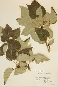 Populus trichocarpa image