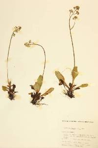 Micranthes occidentalis image