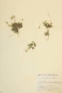 Draba lonchocarpa image