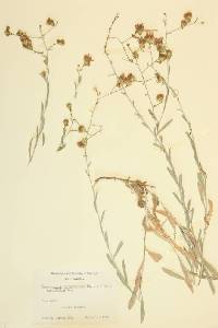 Corethrogyne filaginifolia var. rigida image