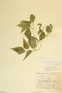 Clematis occidentalis image