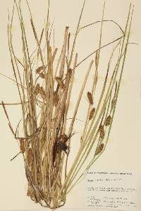 Carex rostrata image