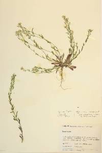 Draba aurea image