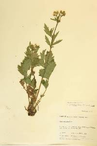 Geum macrophyllum image