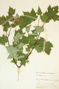 Acer glabrum image