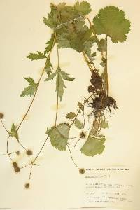 Geum macrophyllum image