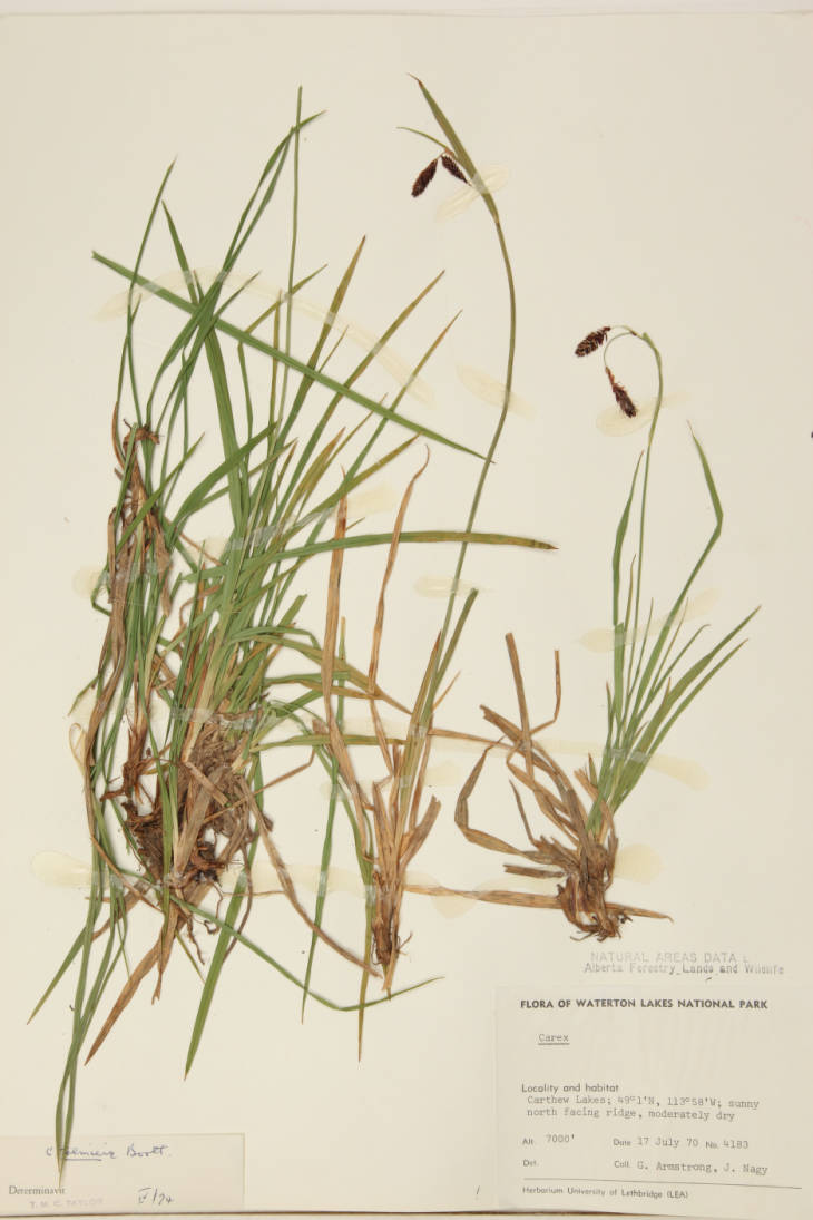 Carex tolmiei image