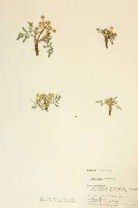 Lomatium sandbergii image