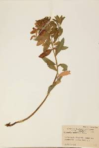 Image of Euphorbia austriaca
