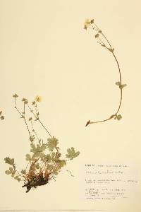 Potentilla diversifolia image