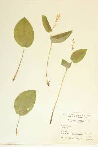 Maianthemum canadense var. interius image