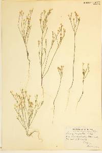 Linum rigidum image