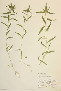 Collomia linearis image