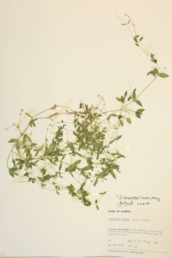 Stellaria calycantha image