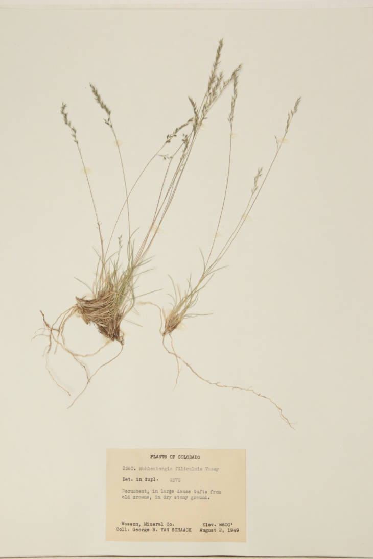 Muhlenbergia filiculmis image