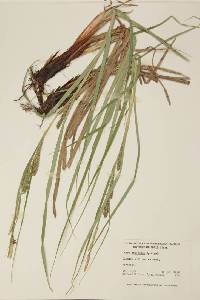 Carex atherodes image