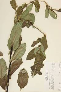 Image of Salix delnortensis