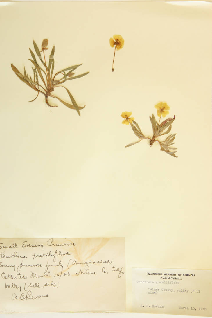 Oenothera graciliflora image