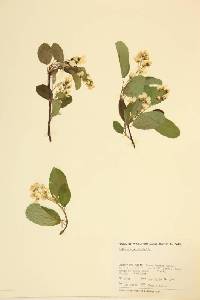 Amelanchier alnifolia image