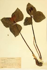 Trillium sessile var. giganteum image