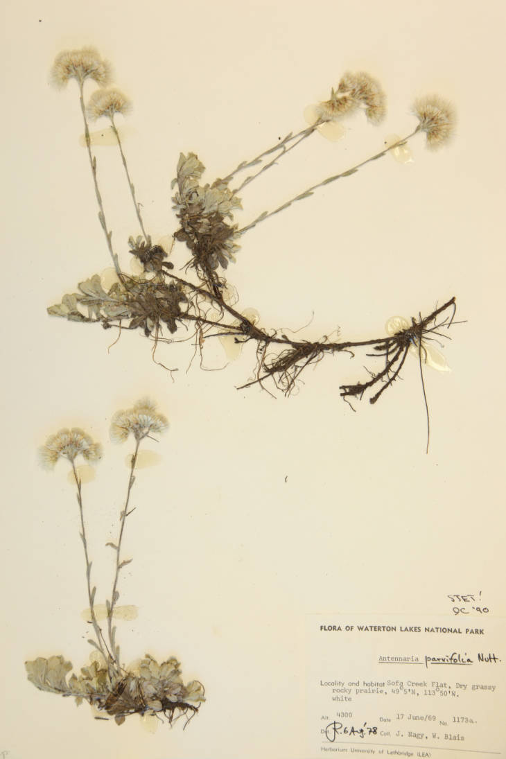 Antennaria parviflora image