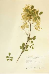 Fraxinus dipetala image