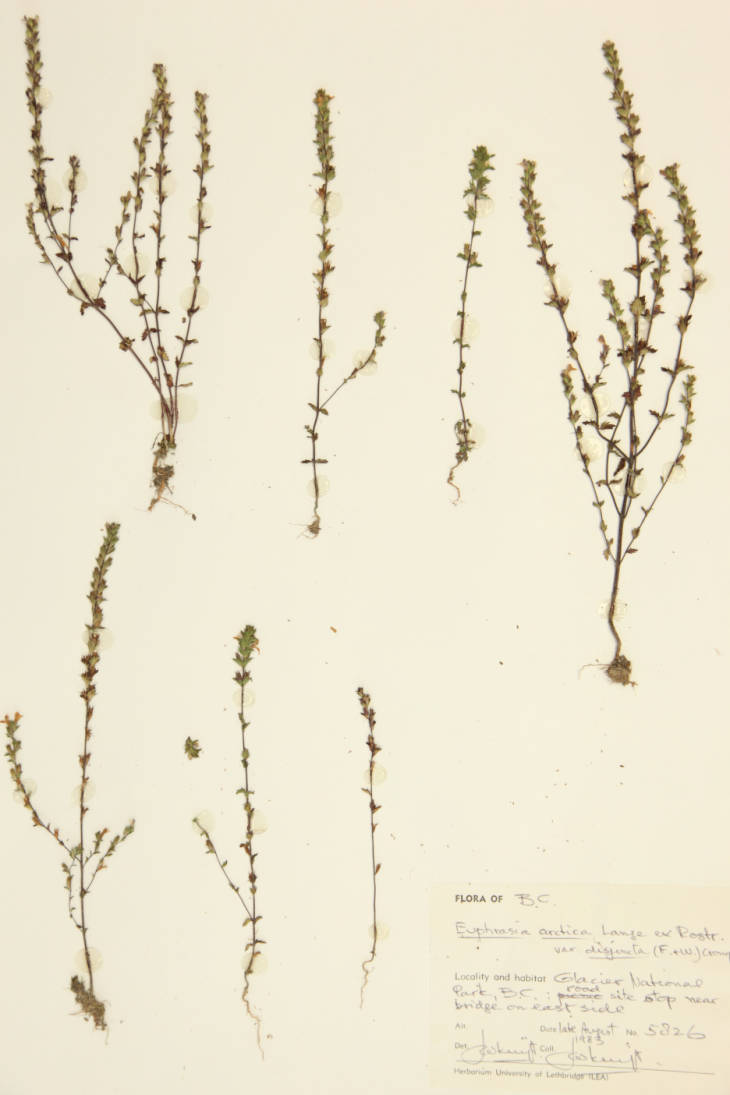 Euphrasia arctica var. disjuncta image