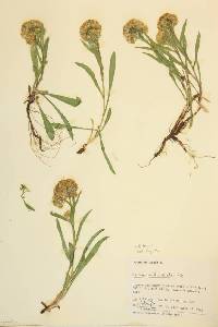 Solidago multiradiata image