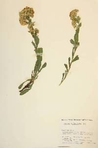 Solidago multiradiata image