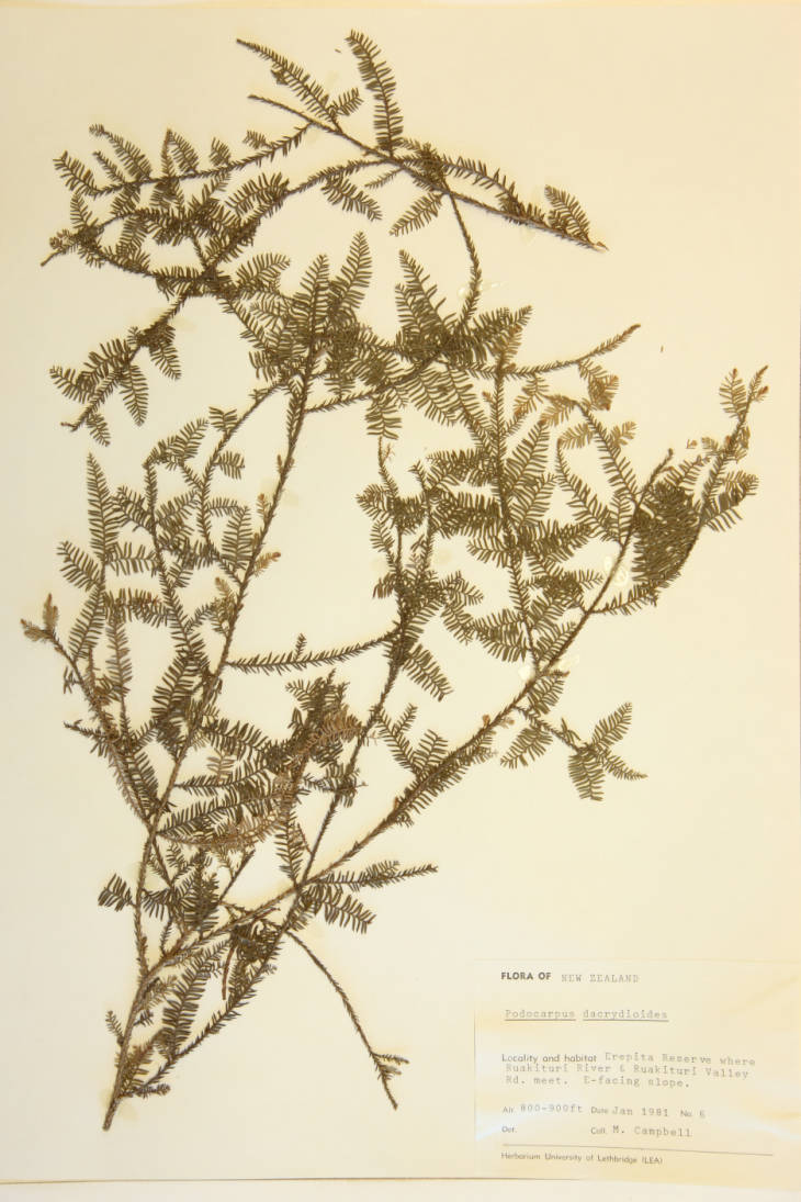 Podocarpus dacrydioides image