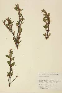 Shepherdia canadensis image