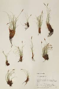 Carex filifolia image