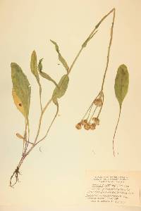 Senecio foetidus image