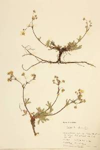 Potentilla diversifolia image