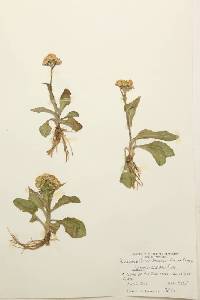 Senecio lugens image