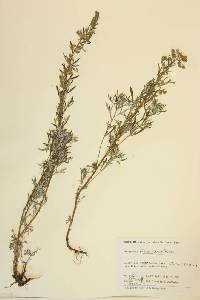 Artemisia michauxiana image