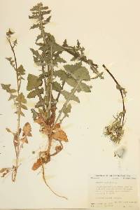 Sonchus oleraceus image