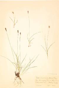 Carex stenochlaena image