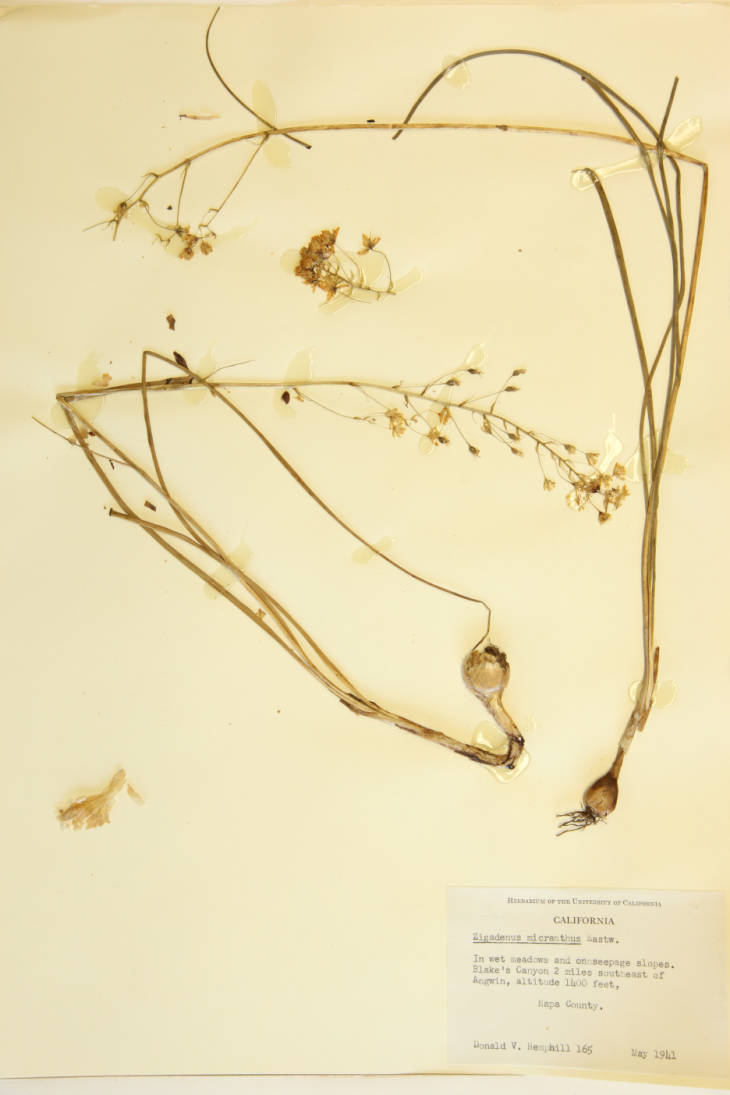 Zigadenus micranthus image