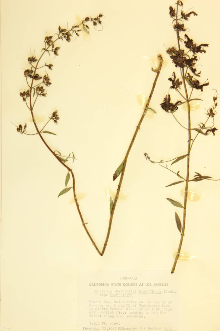 Penstemon breviflorus subsp. breviflorus image