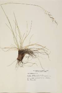 Stipa richardsonii image