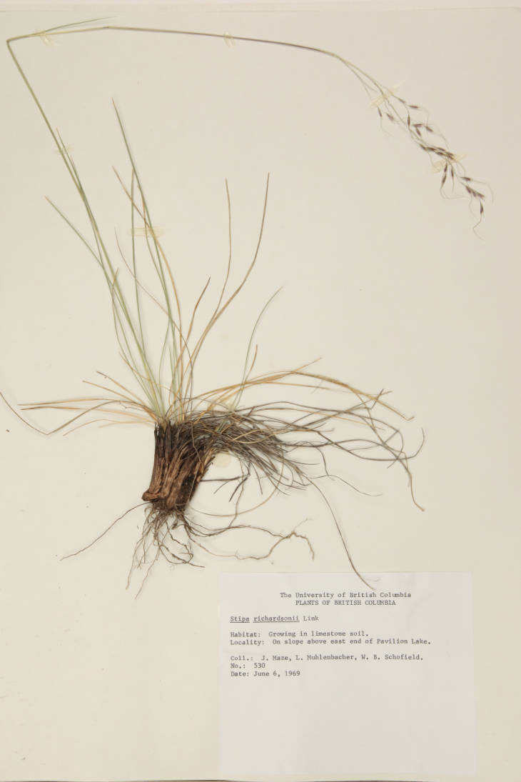 Stipa richardsonii image
