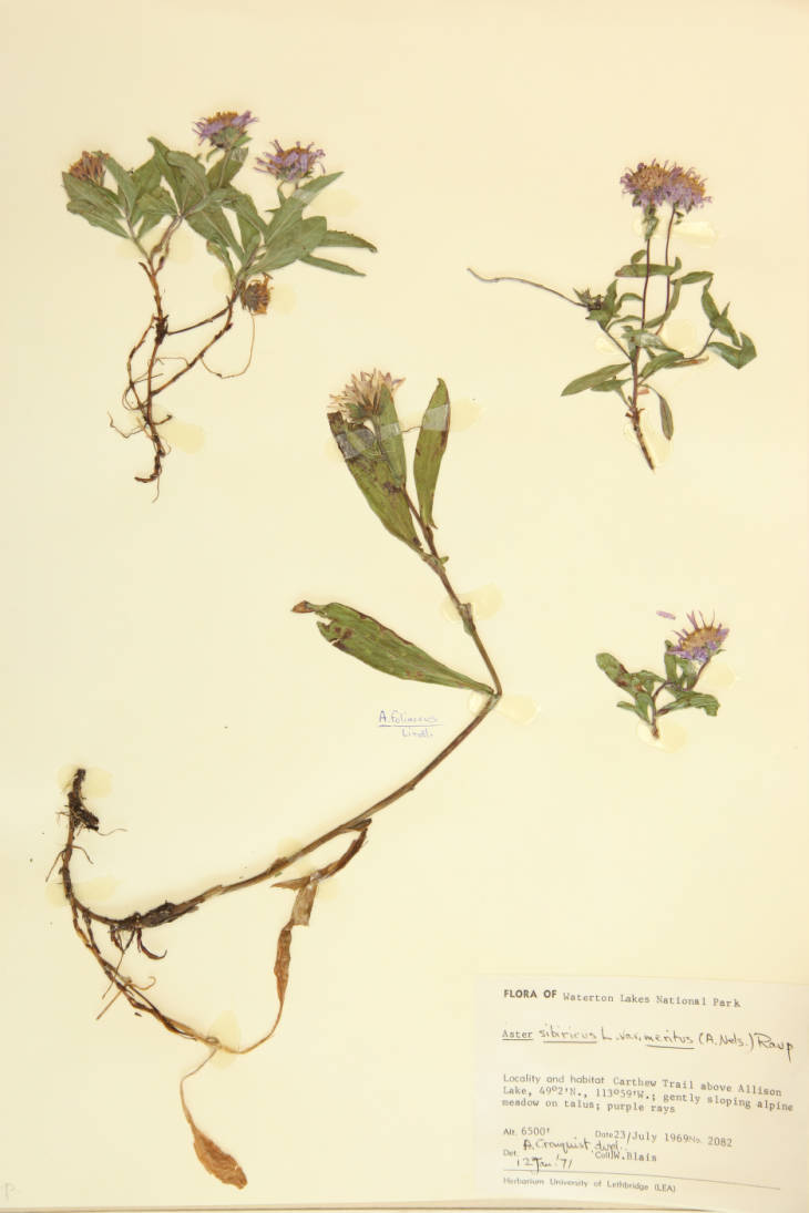 Aster sibiricus var. meritus image