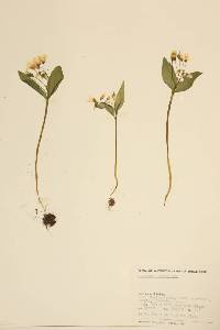 Claytonia lanceolata image