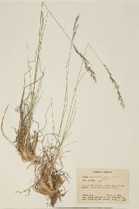 Muhlenbergia montana image