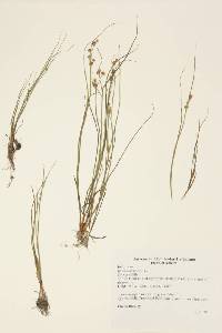 Juncus nodosus image