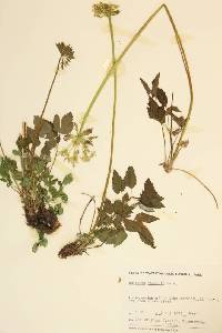 Angelica dawsonii image