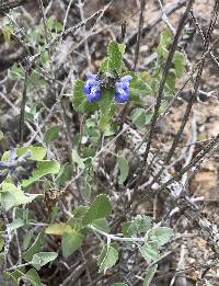 Salvia similis image