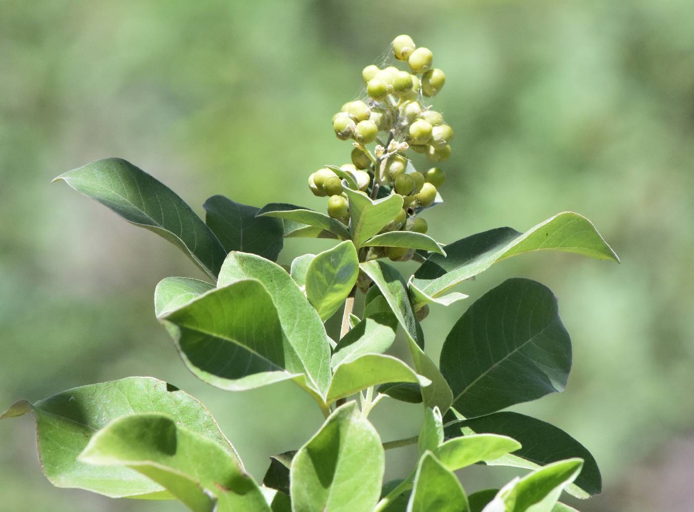 Vitex trifolia image